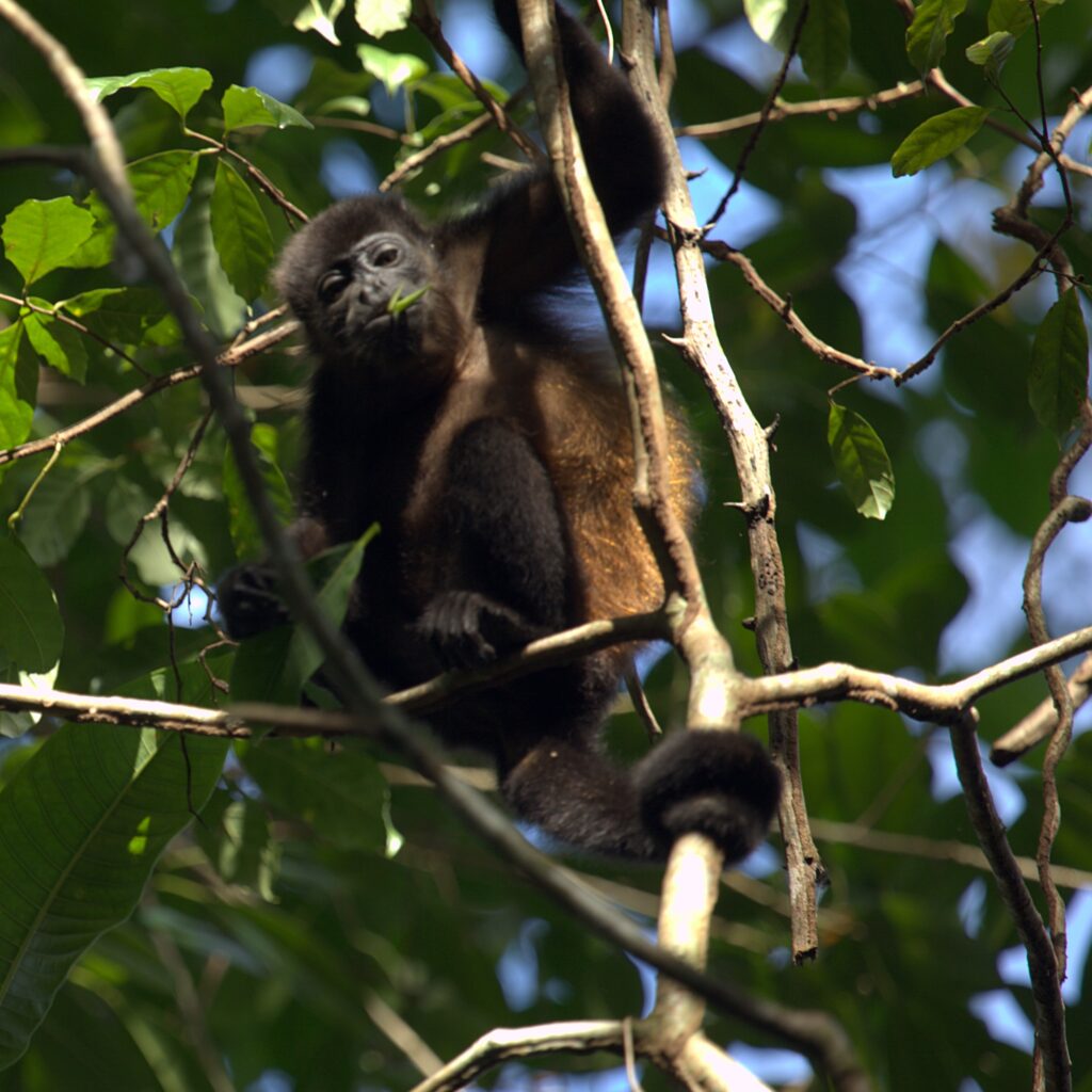 Canoe Wildlife Safaris